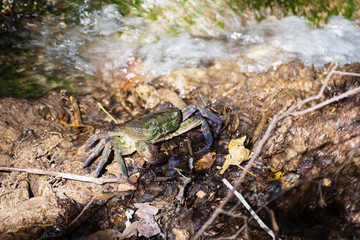 Nahaufnahme einer Europäischen Süßwasserkrabbe Potamon fluviatile mit einem Bachlauf im Hintergrund