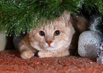 Cat under the tree meets New year and waiting for gifts.
