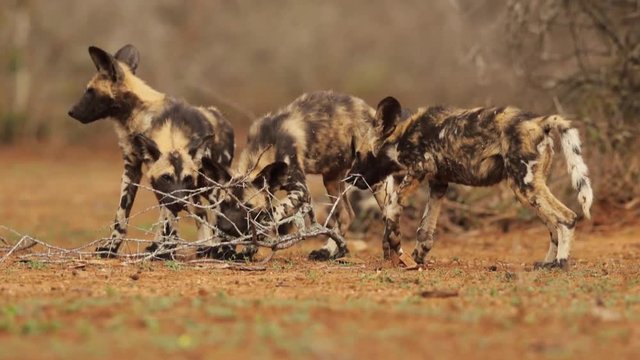 pack of African Wild Dog puppies, Lycaon pictus, playing together against blurred trees in background on reddish ground in soft and colorful evening light. South Africa, KwaZulu Natal.
