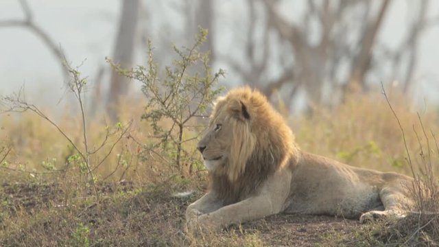 Wild, adult Lion, Panthera leo, big male is watching surroundings from river bank. Mkuze Falls, KwaZulu Natal, South Africa.