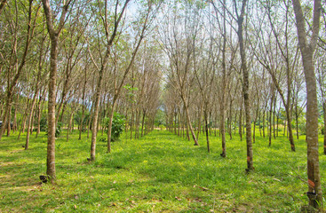 Fototapeta premium Sharinga (seringueira) tree alley. Row of Para Rubber Tree (Hevea brasiliensis) plantation in Southern of Thailand is major source of natural rubber by Rubber tapping ,is latex collecting procession.