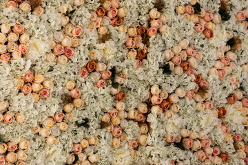 Wall of roses of various colors