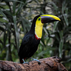 Toucan