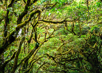Branches forêt humide