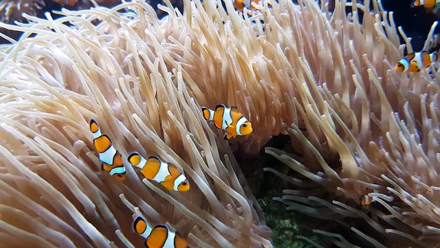 Many Clownfish And Sea Anemone Partnership, Close Up View - 4K Resolution