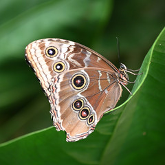 papillon morpho costa rica