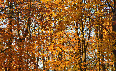 Nature Soul Impression