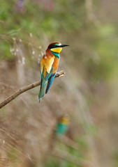 Bee eater (Merops apiaster)