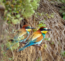 Bee eater (Merops apiaster)