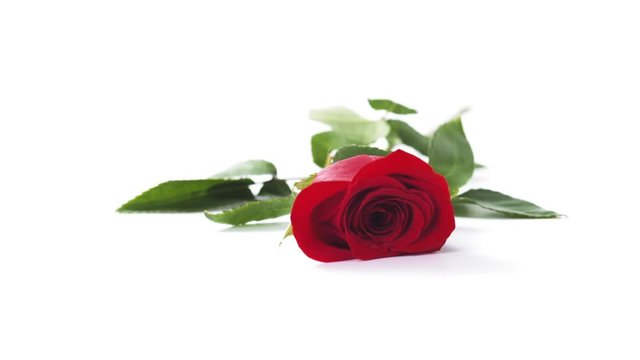 one red rose falling on white background in slow motion
