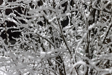 Tree in snow. Snow-covered branch at night in the winter