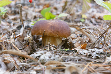 Autumn mushrooms