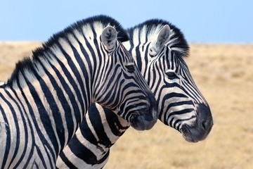 Fototapeta na wymiar Two zebra heads profile next to each other close up, safari in Etosha National Park, Namibia, Southern Africa