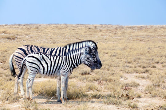 Two zebras big and small stand next to each other close up in savanna, safari in Etosha National Park, Namibia, South Africa