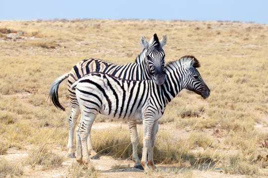 Two zebras stand next to each other close up in savanna, safari in Etosha National Park, Namibia, Southern Africa
