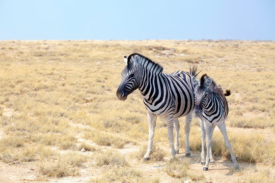 Two zebras little cub and big stand together close up in savanna, safari in Etosha National Park, Namibia, Southern Africa