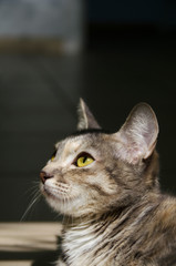 Little kitty portrait