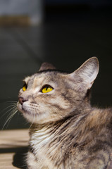 Little kitty portrait