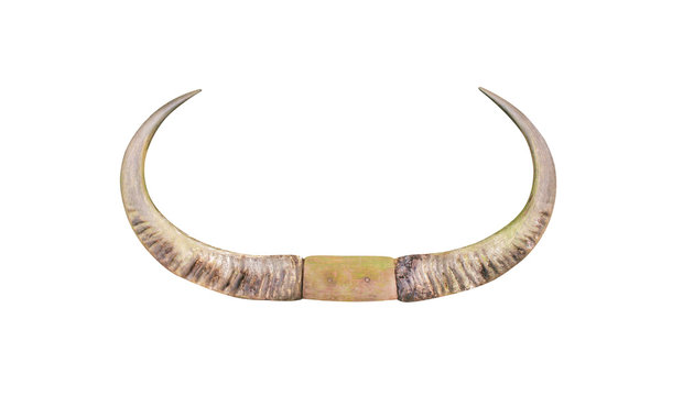 Huge asian buffalo horn isolated on white background with clipping path