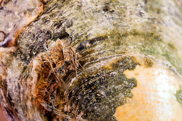 abstract, texture, mussel, shell, cloud, clouds, blue, light, space, orange, sun, dark, color, sunset, grunge, yellow, black, red, fire, backdrop, galaxy, bright, moon, astronomy, nebula, night, brown