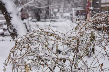 bushes covered with snow, winter, snowfall