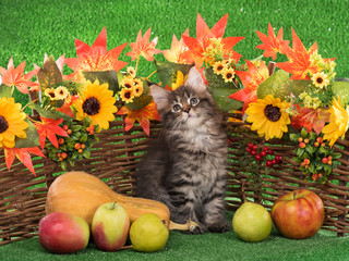 Maine Coon kitten
