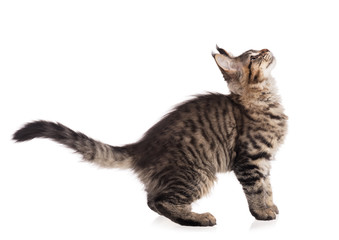 Obraz premium Maine Coon kitten
