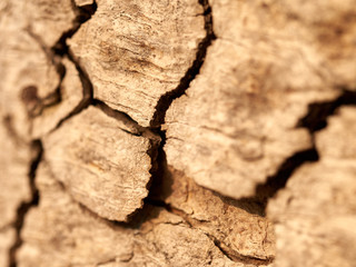 Macro of tree barck with cracks