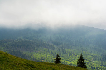 Mountain landscape in the mist. Spectacular summer sunrise in Carpathian mountains. Foggy morning panorama. Foggy,mist,haze,mountain,pine,tree,travel.