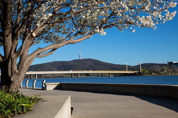 A view of the banks of Lake Burley Griffin, Canberra.