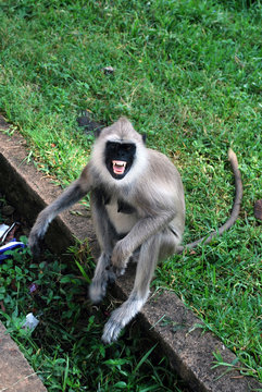 Tufted gray langur expressing agression, Sri Lanka