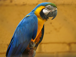 Macaw