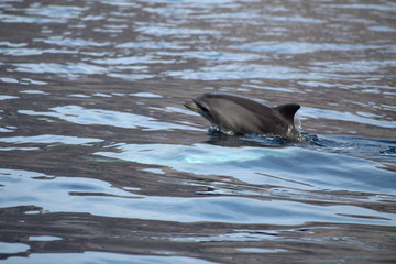 Obraz premium Delfines en Tenerife