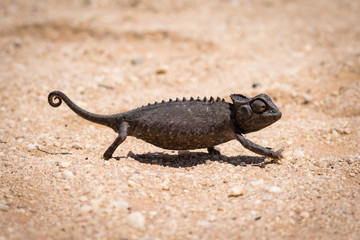 A black chameleon in the Namib desert