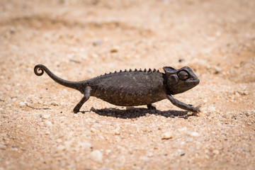 A black chameleon in the Namib desert