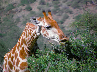 Giraffe