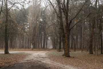 road in a pine forest