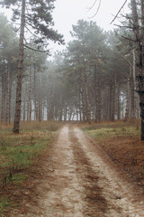 Obraz premium road in a pine forest