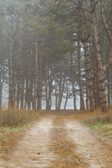 road in a pine forest