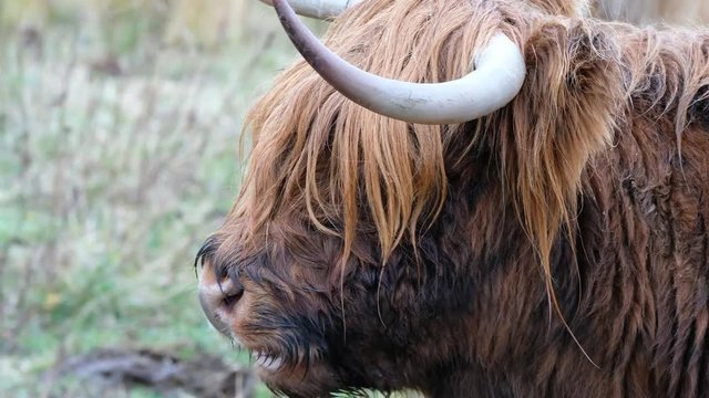 Highland cattle - Bo Ghaidhealach -Heilan coo - a Scottish cattle breed with characteristic long horns and long wavy coats on the Isle of Skye in the rain , Highlands of Scotland