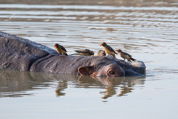 Some oxpeckers sitting on a hippopotamus head while it is realxing in a lake