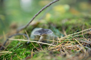 Pilz