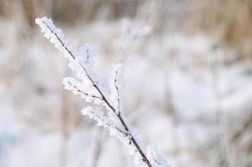 Close-up of hoarfrost grass stem on a cold sunny winter day