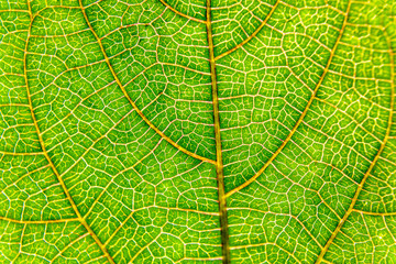 Fresh green leaf close-up