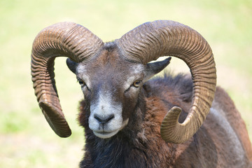 Obraz premium Portrait male mouflon of Corsican (Ovis aries orientalis) 