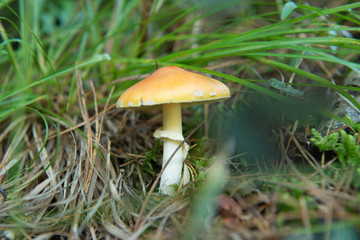 Pilze sind schön