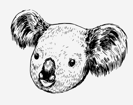 Sketch Of A Koala Bear. Hand Drawn Sketch Converted To Vector