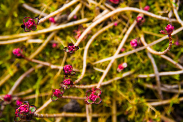 Tiny pink flower on the moss background