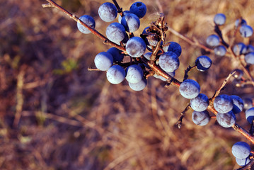 Blackthorn branches with ripe leaves, sunny autumn day