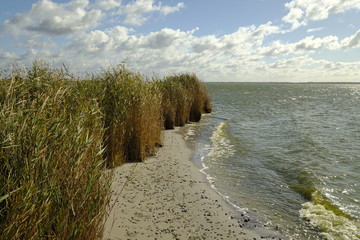 Am Saaler Bodden bei Wustrow, Halbinsel Fischland, Mecklenburg-Vorpommern, Deutschland